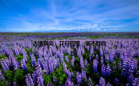 古道两旁, 花开四季, 美不胜收