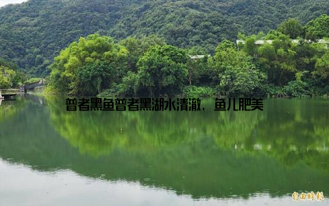 普者黑鱼普者黑湖水清澈, 鱼儿肥美